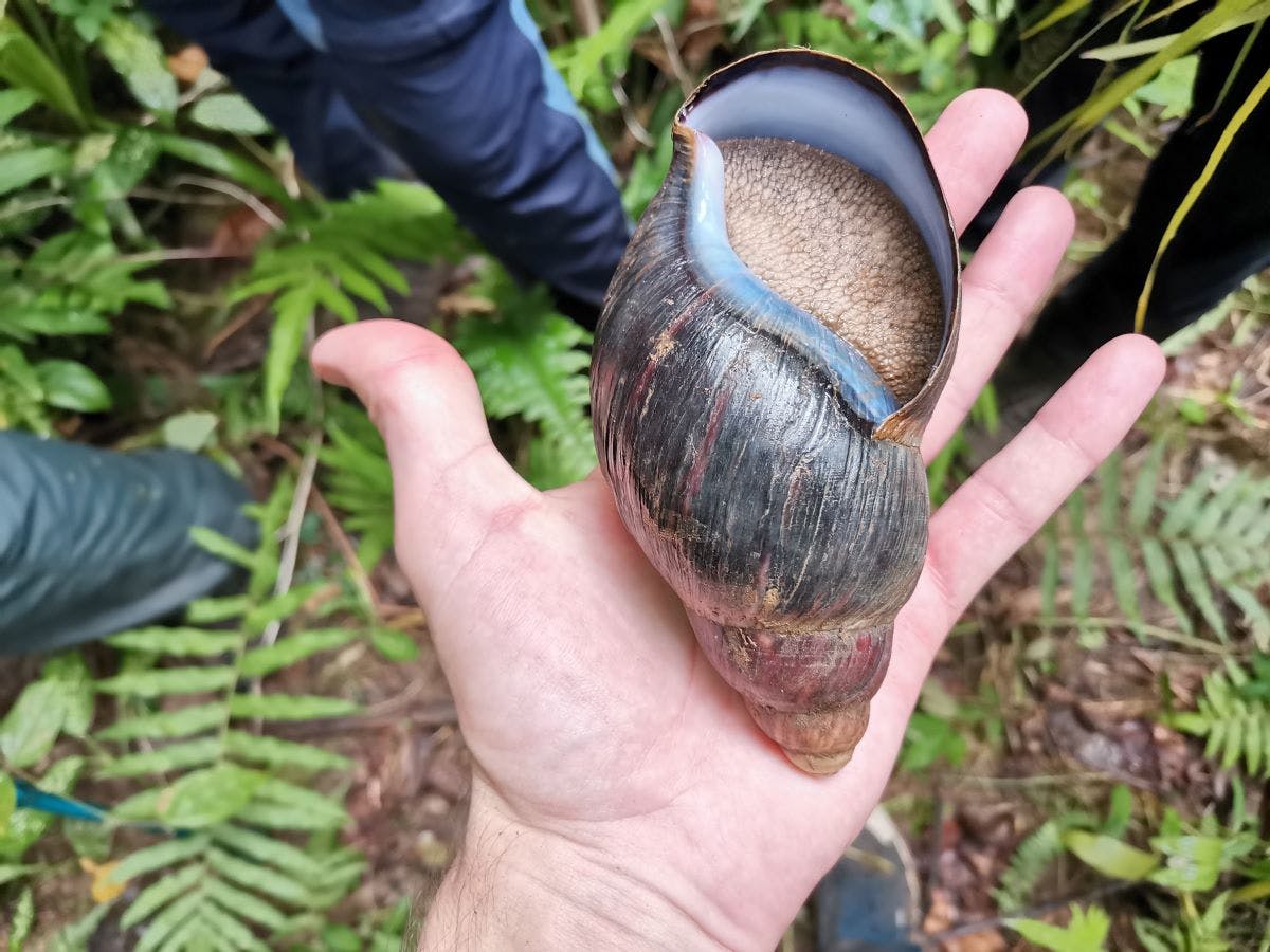 A giant snail held by a researcher during fieldwork. João Alves © Fundação Príncipe