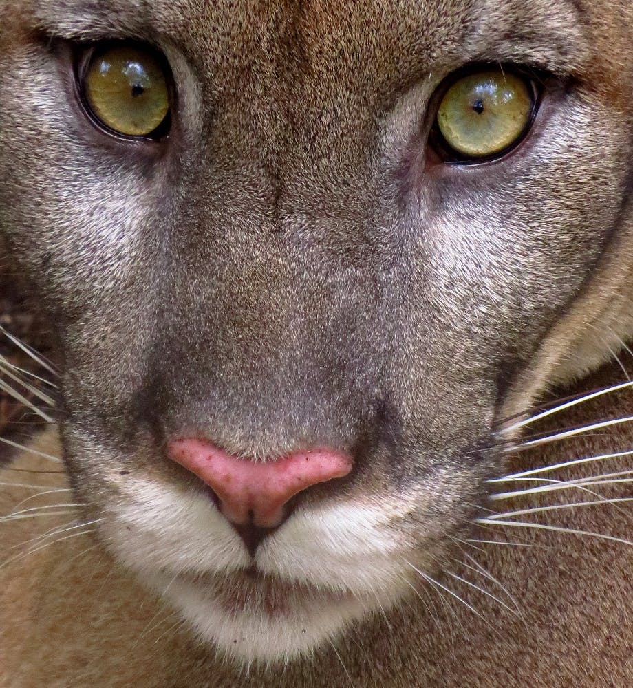 A portrait of Florida panther. The icon beast are the types of wildlife that wildlife corridors help to protect.