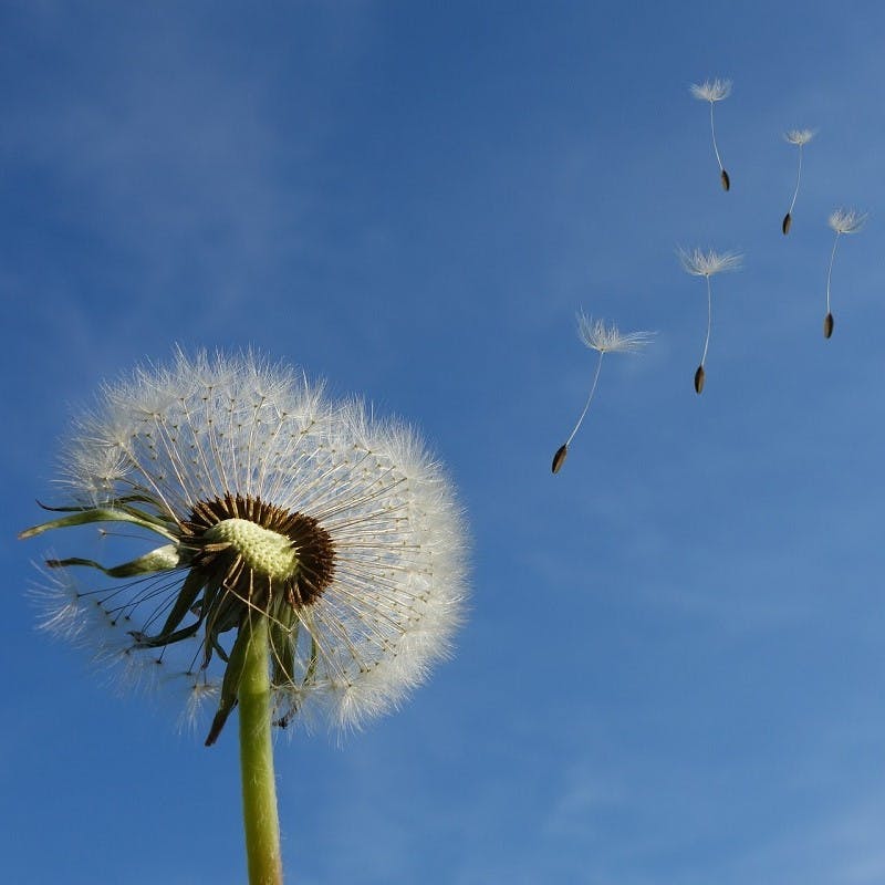 A dandelion blowing in the wind