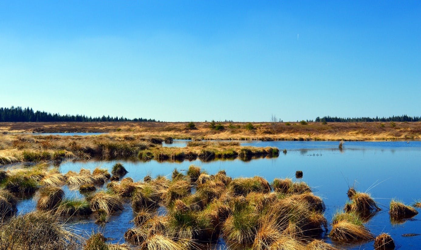 A large peatland area. High amounts of carbon are stored in the peat soil