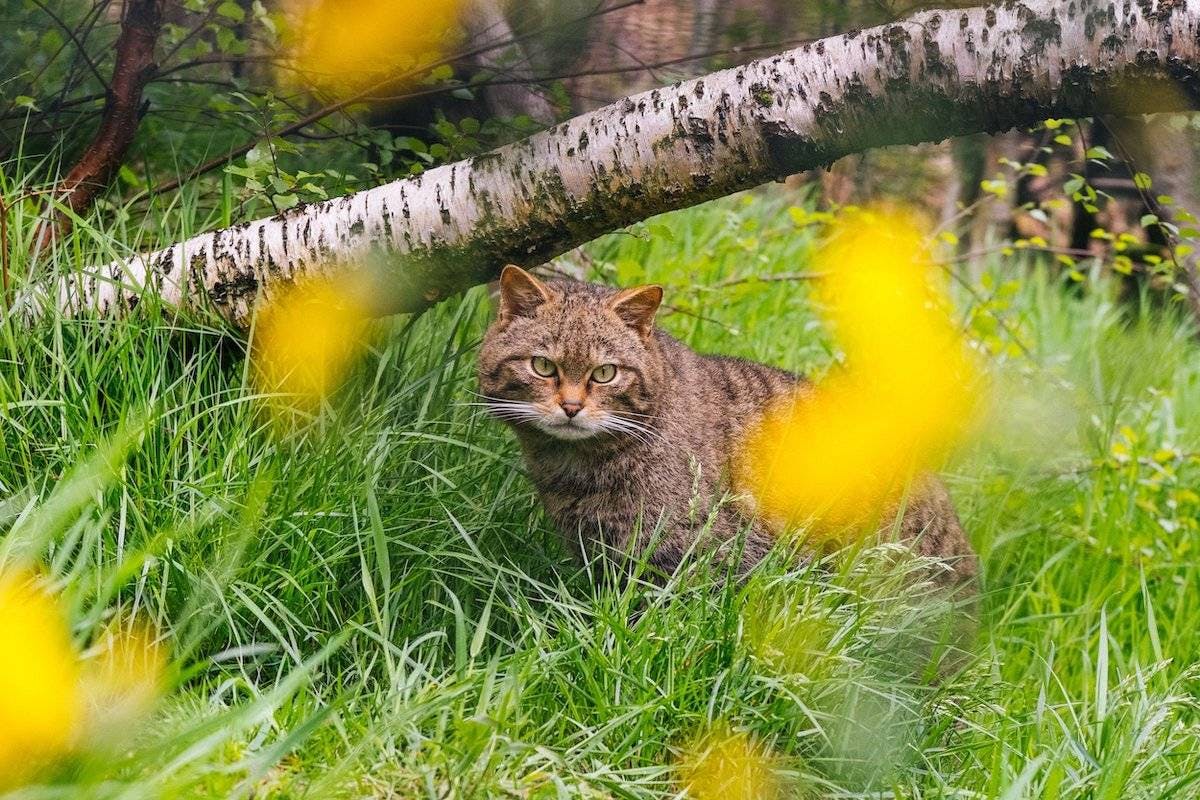 A Scottish wildcat sits among the tall green grass and yellow wildflowers.