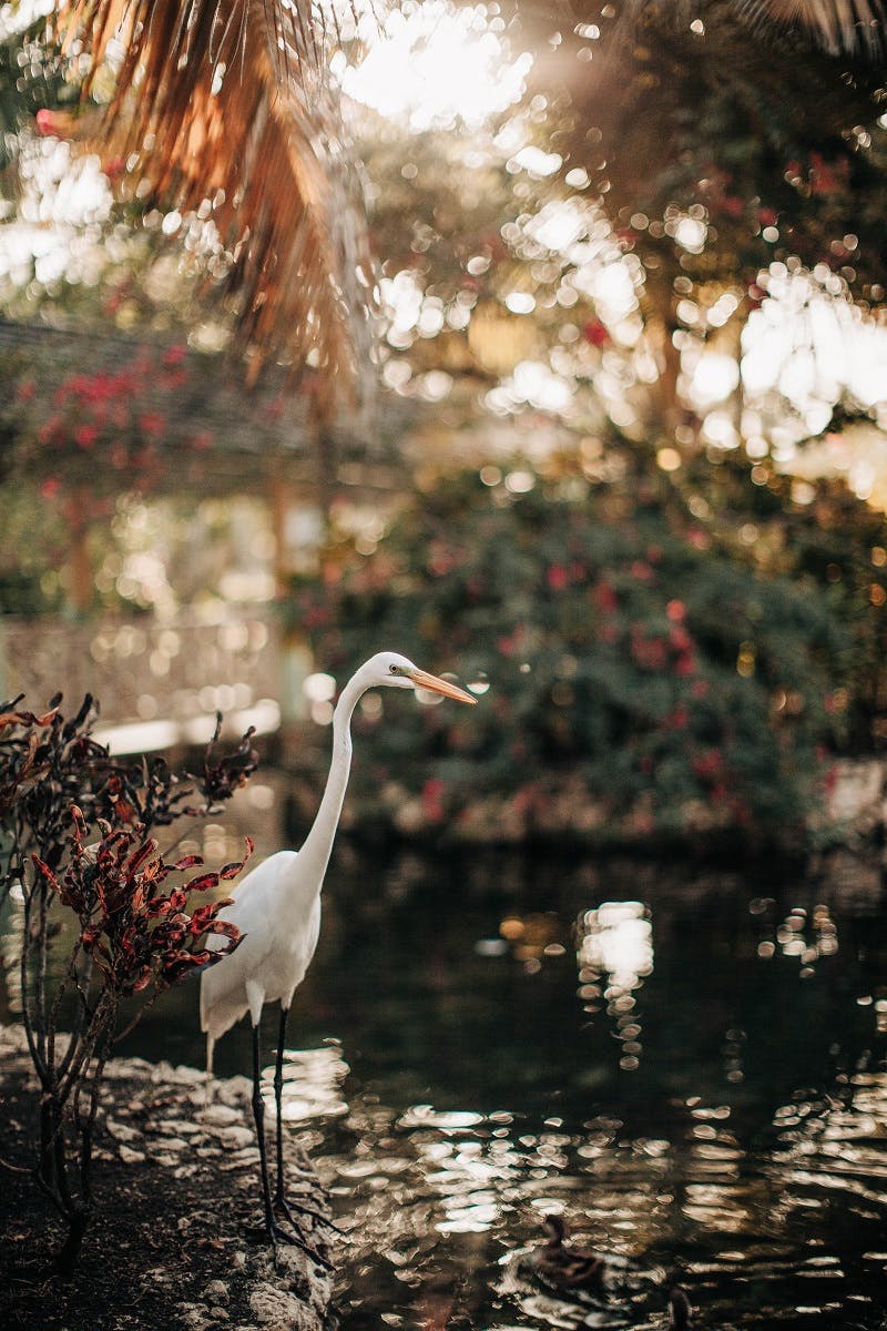 A heron by a pond, hunting fish. Even your garden pond can offer a wealth of biodiversity. 