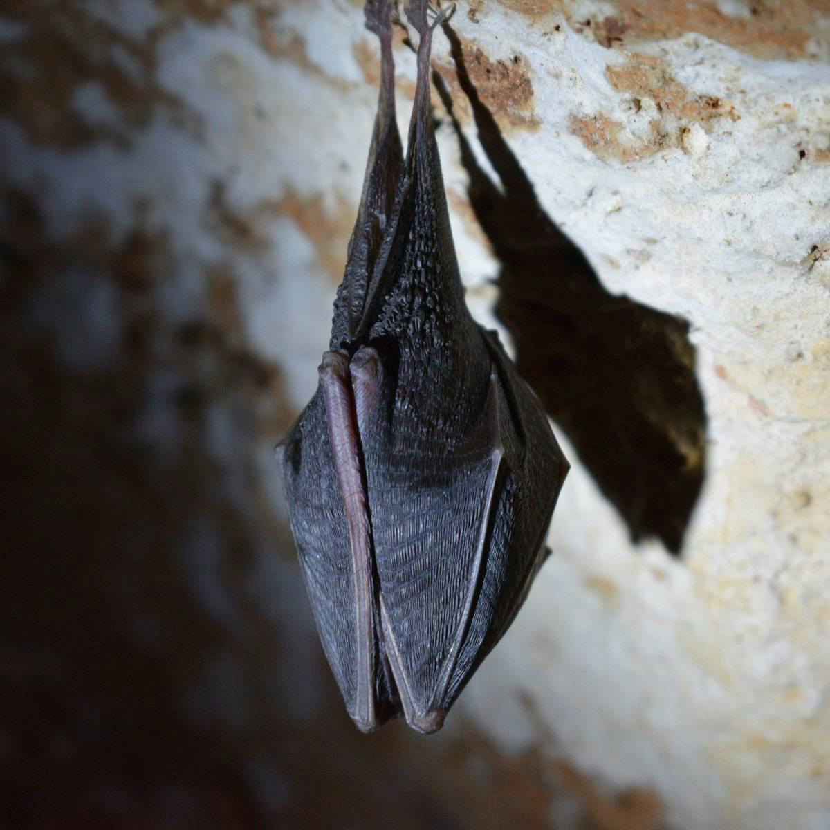A bat sleeps upside down in a cave