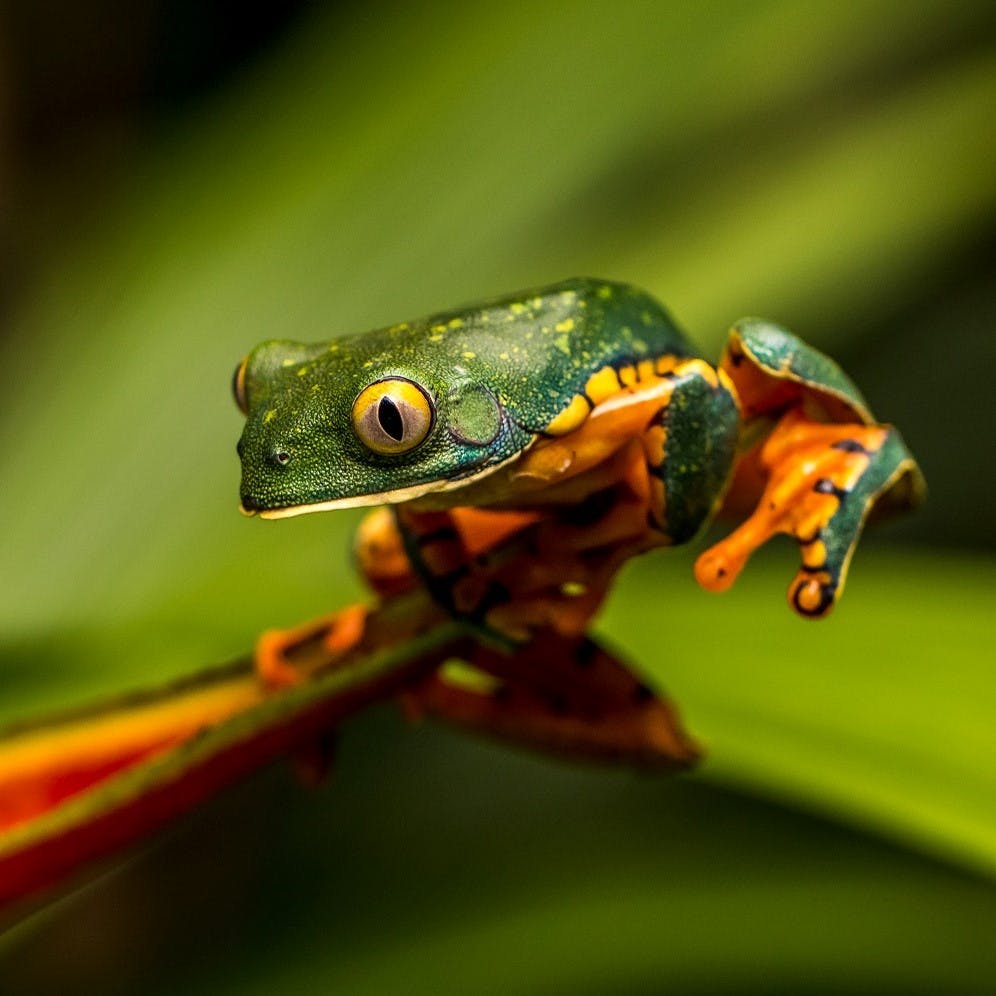 A tropical frog in Costa Rica