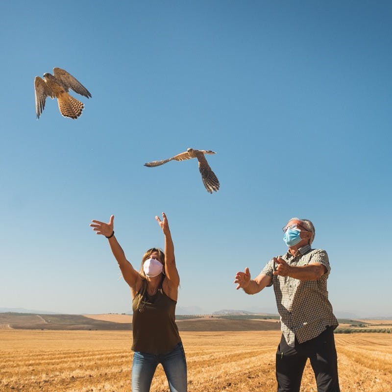 Conservation workers from DEMA releasing two young lesser kestrels into the wild.