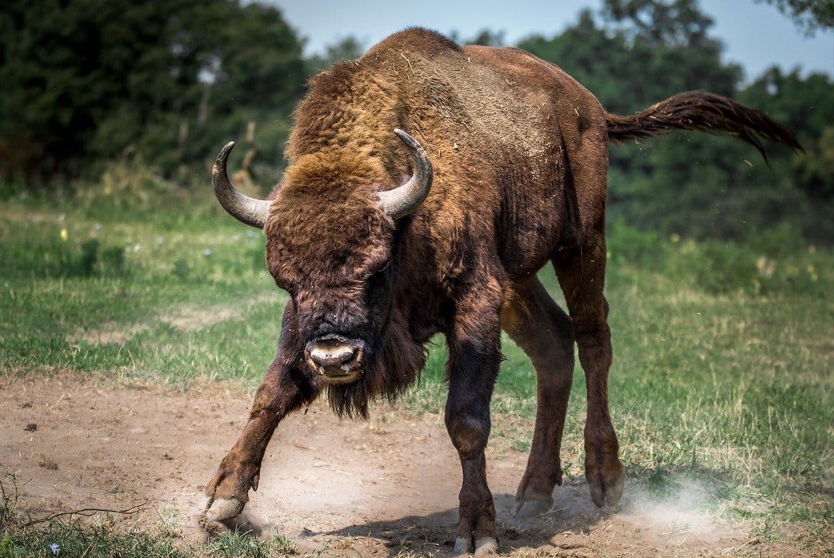 A bison stands its grounds. At one point, European bison diseappeared completely from the wild, but now we are seeing a comeback of bison in Europe thanks to admirable rewilding efforts.