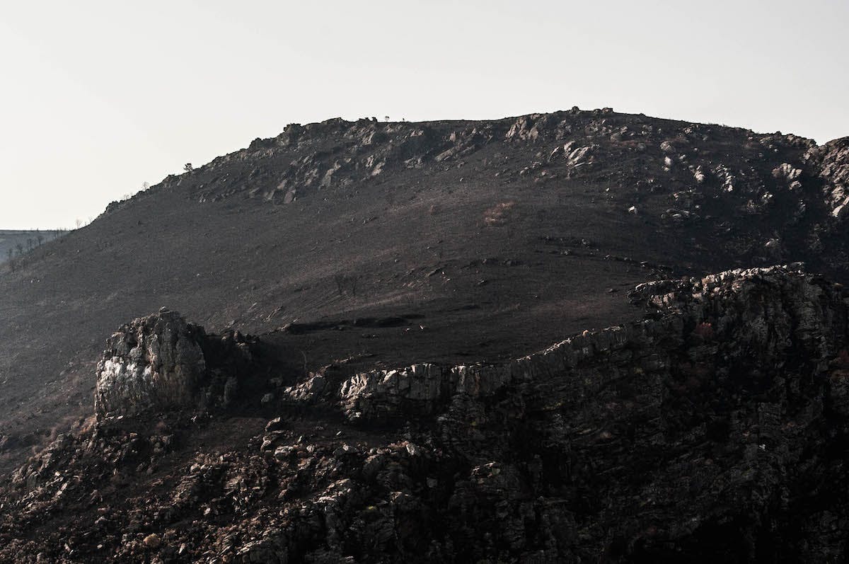 A barren landscape covered in ash after a recent wildlfire