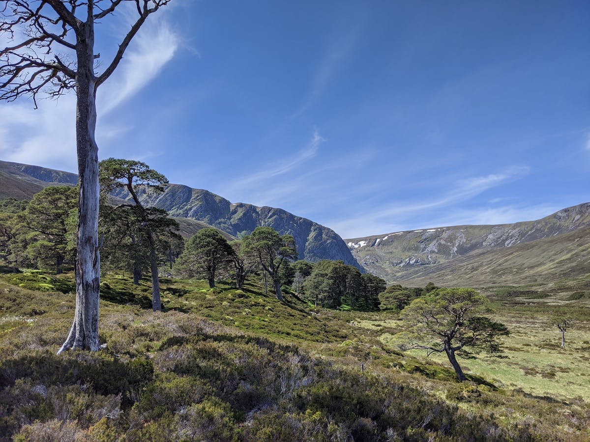 Relict scots pine woodland on a sunny day