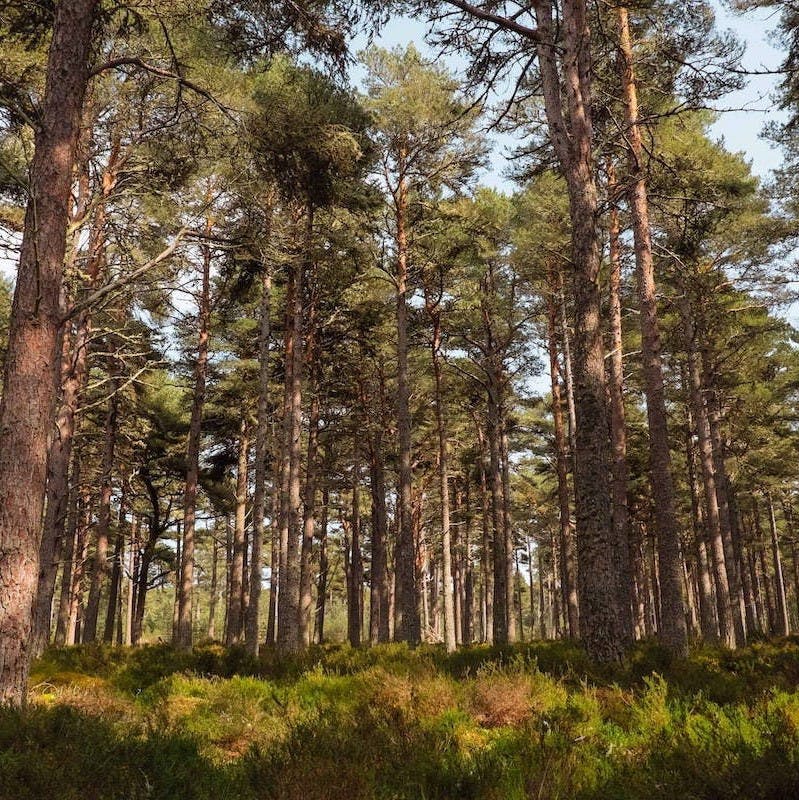 A Caledonian woodland in the Scottish Highlands. Rewilding in Scotland seeks to protect these ancient woodlends
