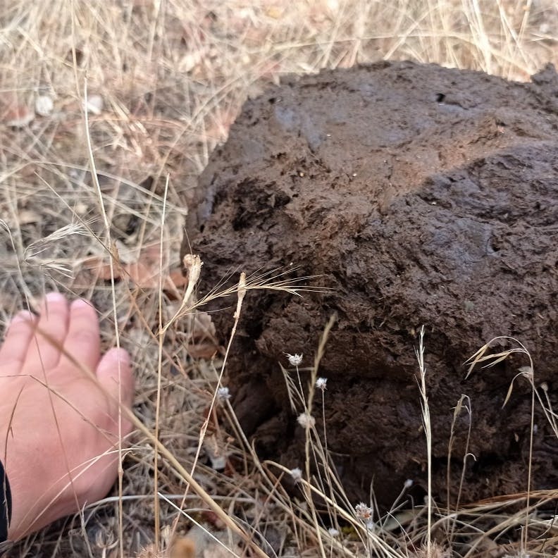 Fresh faeces European bison adult male.