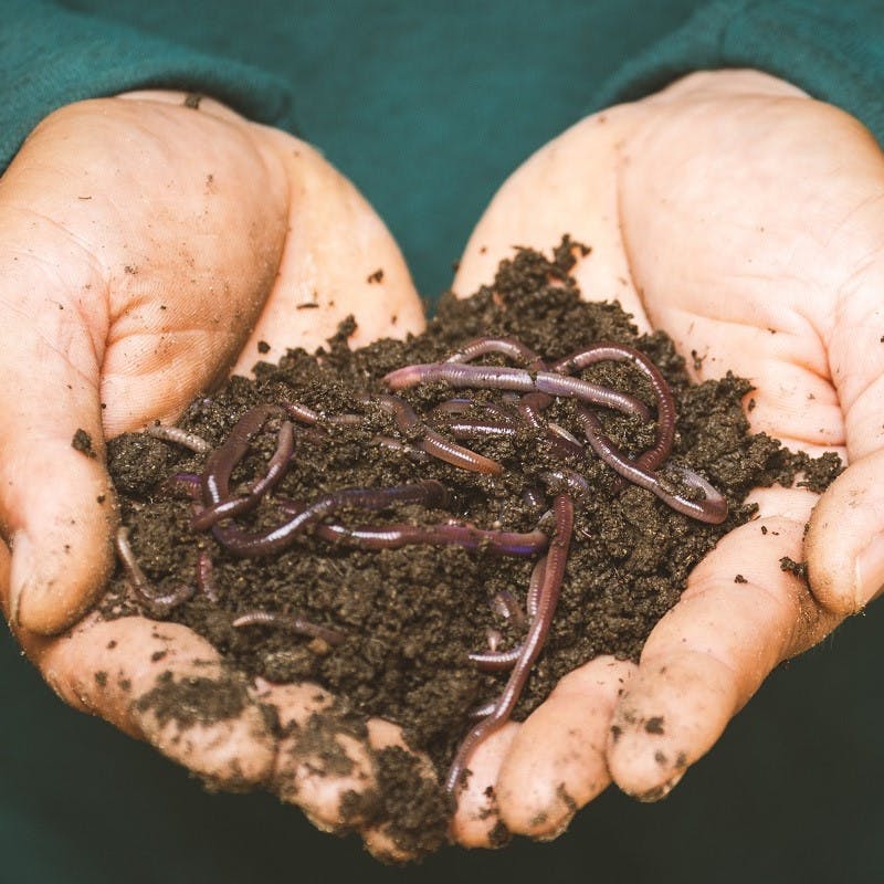 A handful of worms and soil. Worms will significantly increase the home composting process. 