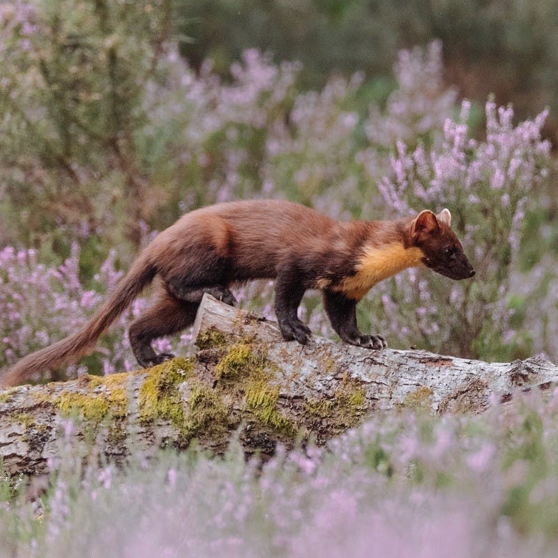 a pine marten