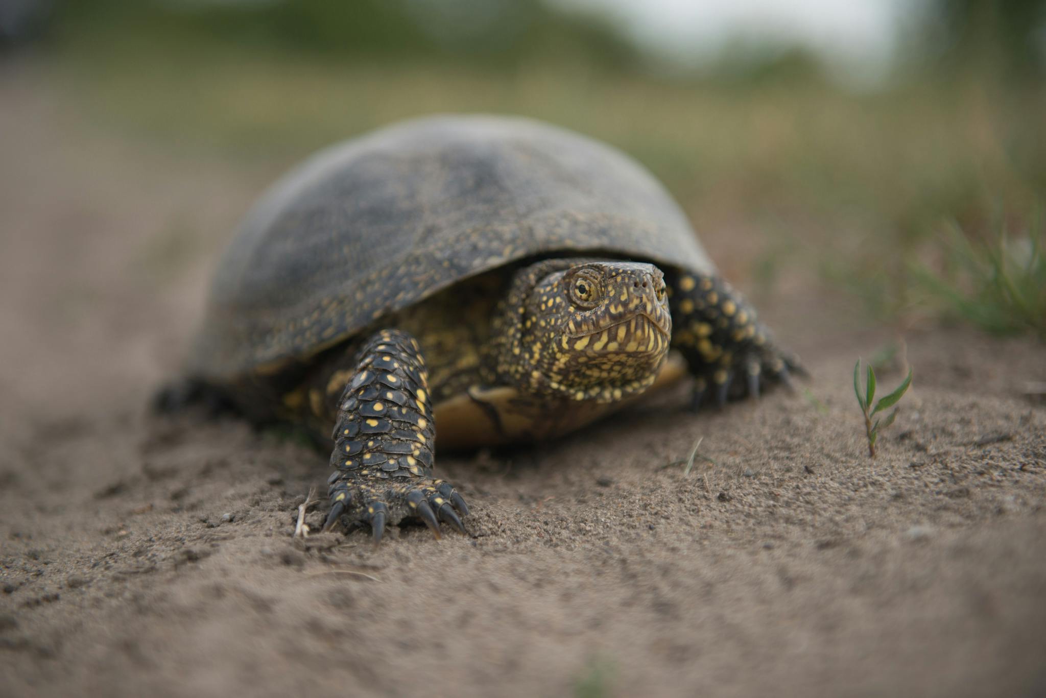 A European pond turtle walking over the sandy substrate of its wetland habitat in Slovakia.
