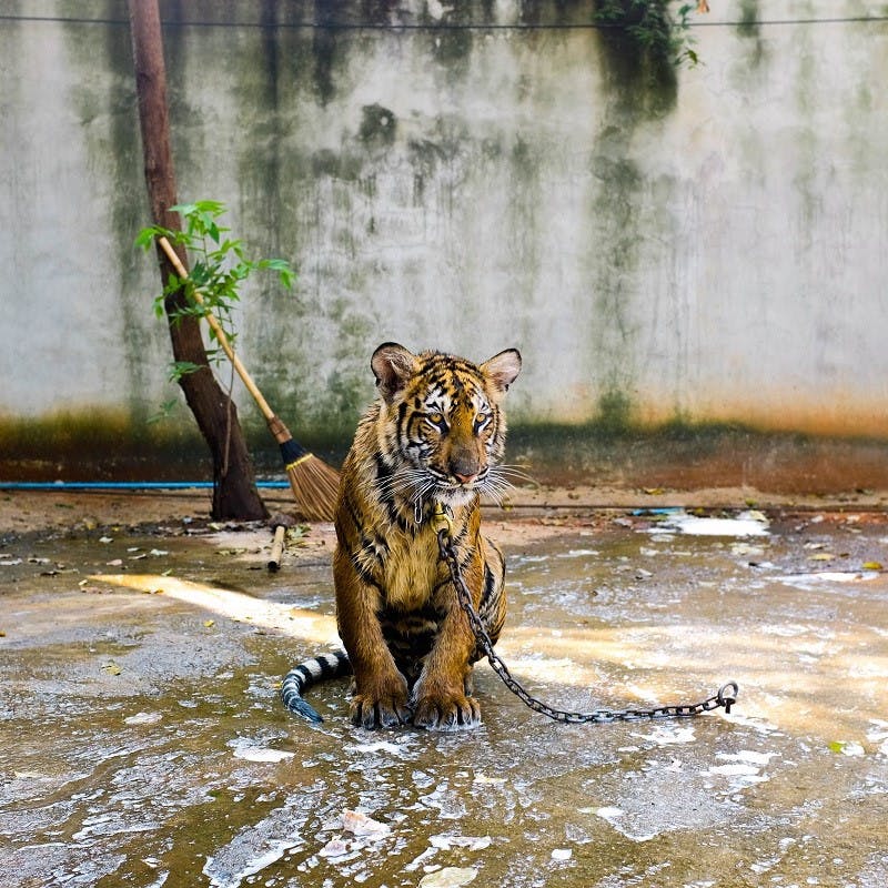 A lonely captive tiger in a concrete pen. A far cry from responsible travel tourism.