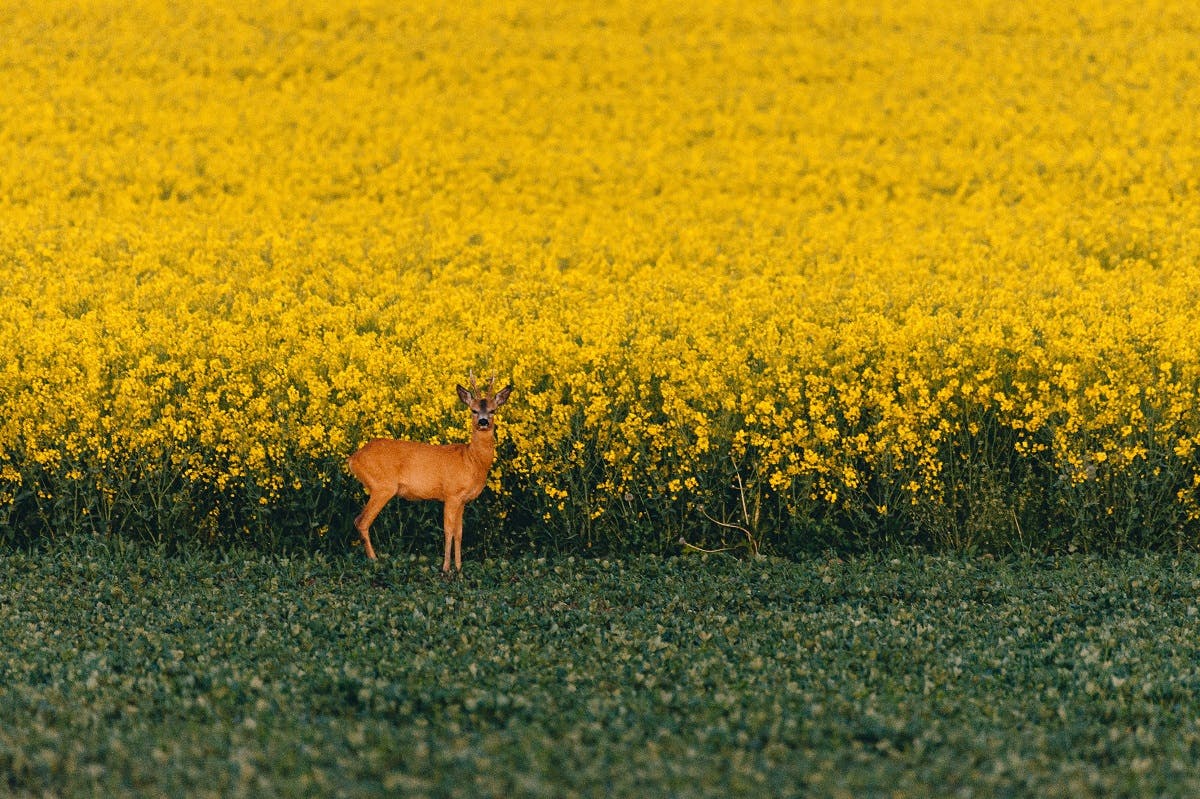 A deer in on the edge of a commercial rapeseed field. George Monbiot's Feral asks whether farming and rewilding can coexist. 