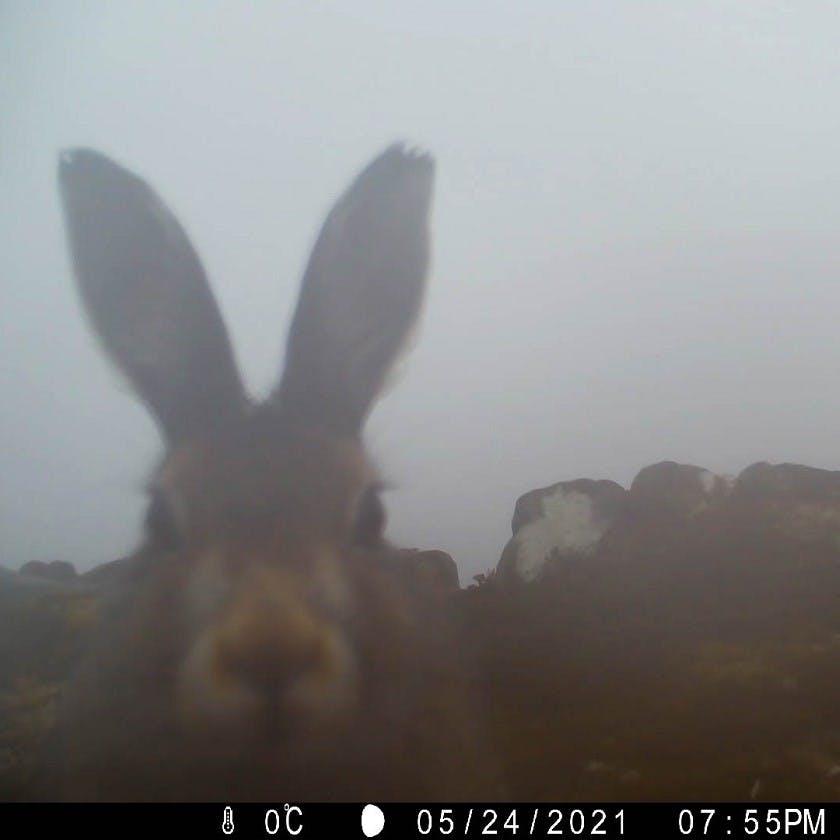 a mountain hare