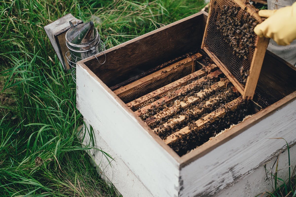 A beekeeper tending to their beehive. Make saving the bees your next hobby!
