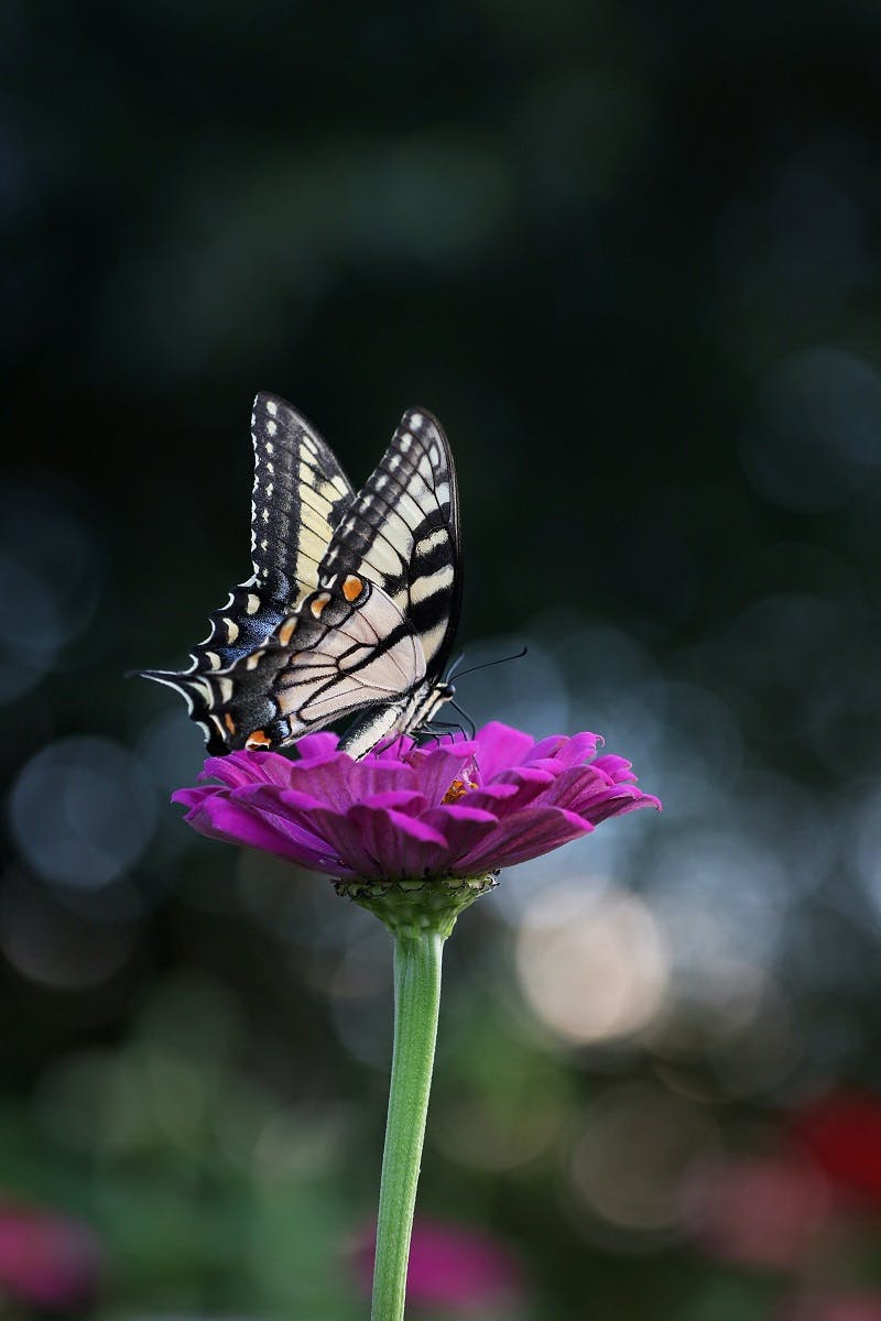 A butterfly pollinating a purple flower.