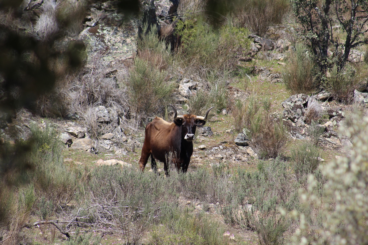 Aurochs playing a key role in rewilding, in the north of Portugal