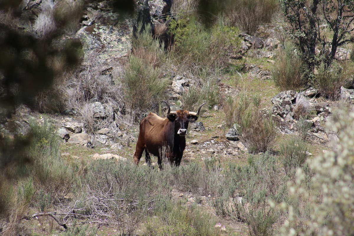 aurochs wild bull