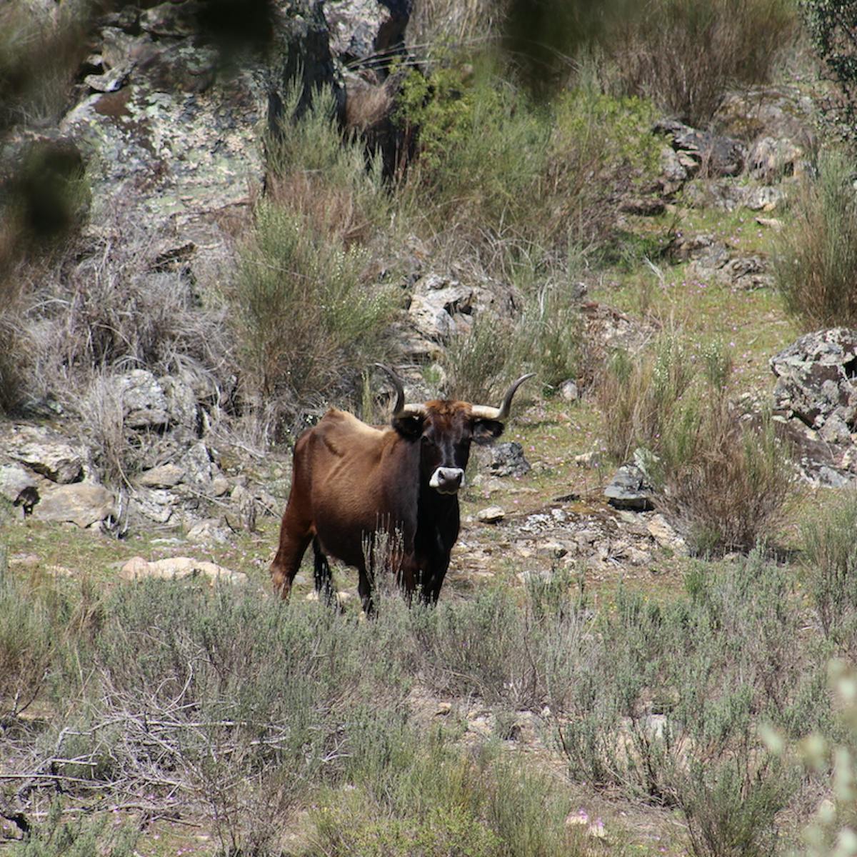 Aurochs playing a key role in rewilding, in the north of Portugal