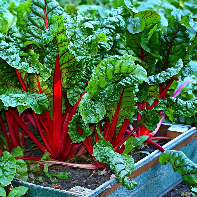 Vibrant Swiss chard in a raised bed fuelled by home compost.