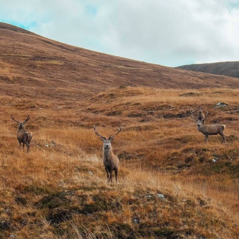 Red deer stags on an open hillside at our rewilding Scotland project area.
