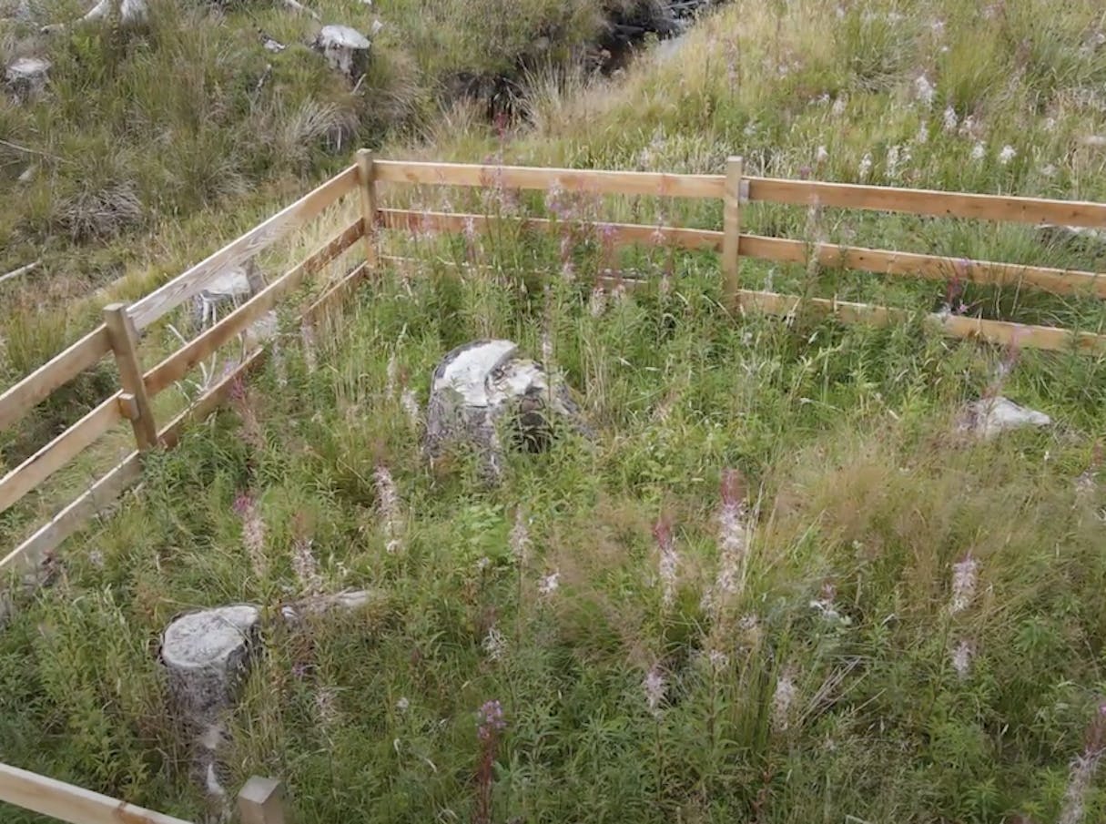 Trees planted in square enclosures alongside a stream.