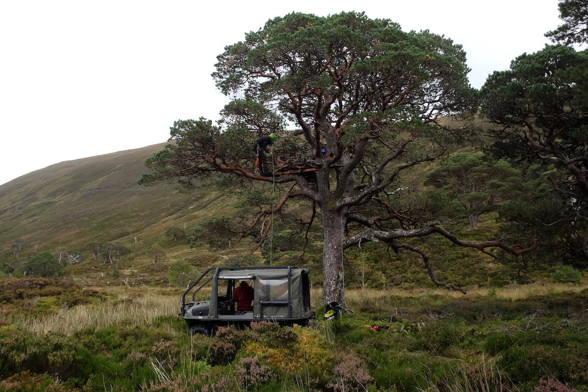 Tree climbs building the nest in the canopy of a Scots pine