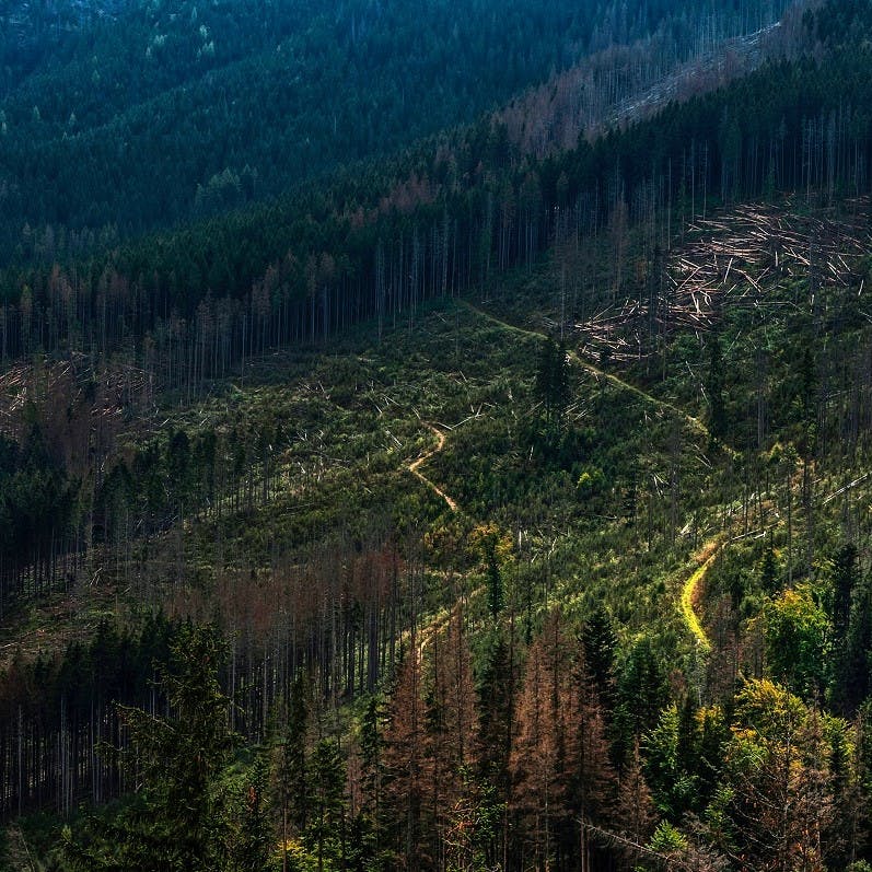 A section of forest with felled trees from deforestation.