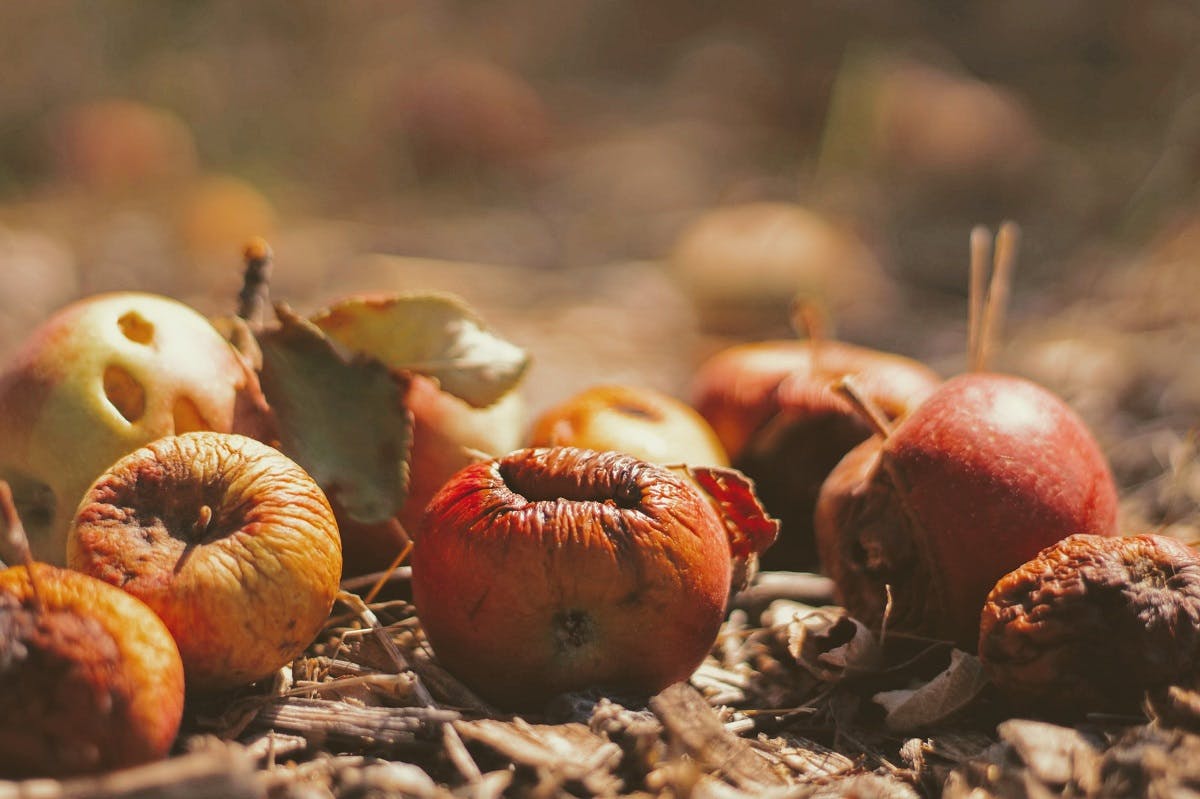 Food waste made up of rotting fruit. 