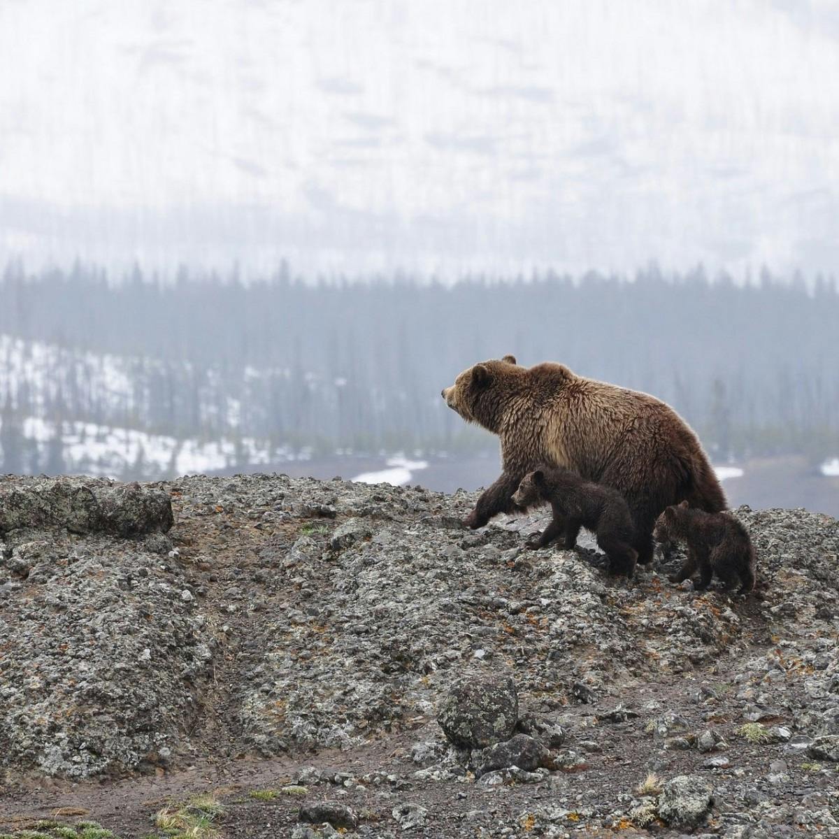 A mother bear and her cubs walk along a cliff against a forest backdrop