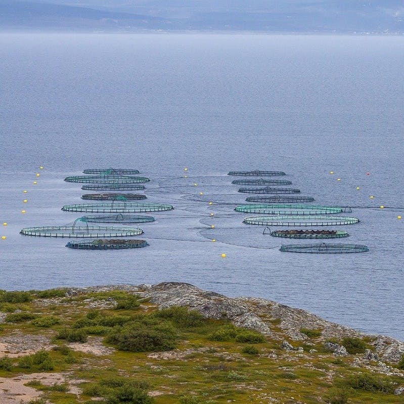 A fish farm in the ocean.