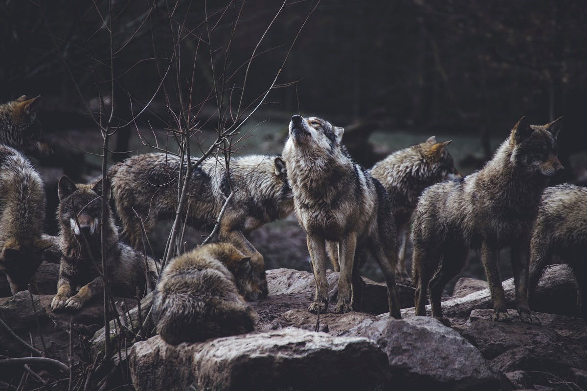 A pack of wolves. The wolf has become synonymous with rewilding and is why the subject is often misunderstood. Rewilding Britain is attempting to change that mindset. 