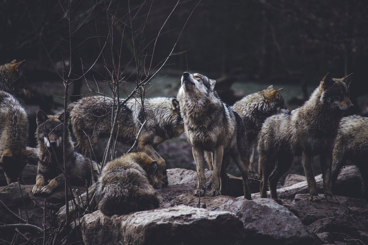 A pack of wolves. The wolf has become synonymous with rewilding and is why the subject is often misunderstood. Rewilding Britain is attempting to change that mindset.