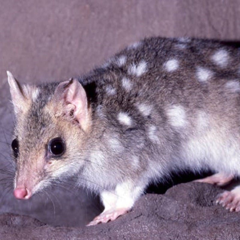 A quoll on a rock. 