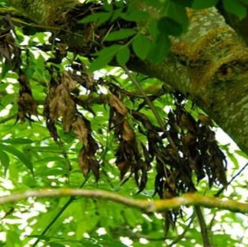A tree with black, shriveled and wilted leaves. A sign of ash dieback, a disease posing a serious threat to some trees being extinct in Ireland.  