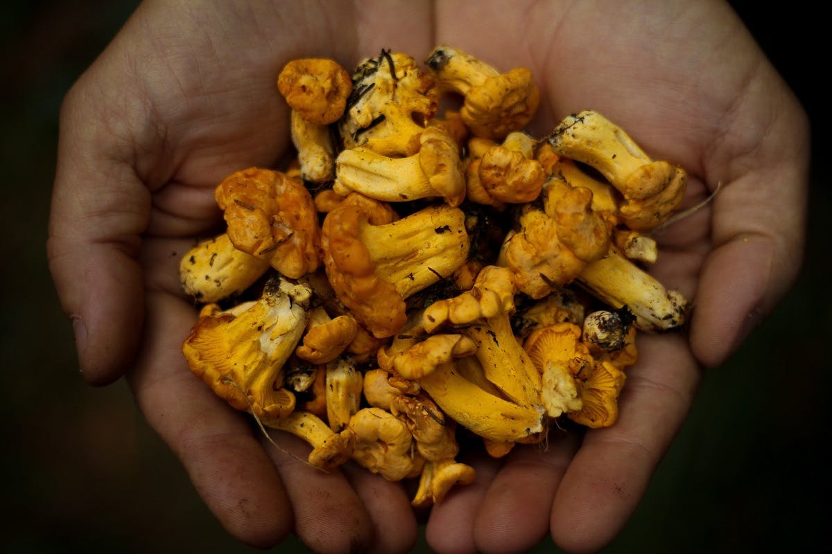 Freshly foraged wild mushrooms. Wild food foraging can be a lifetime of learning so start small and research one species at a time.