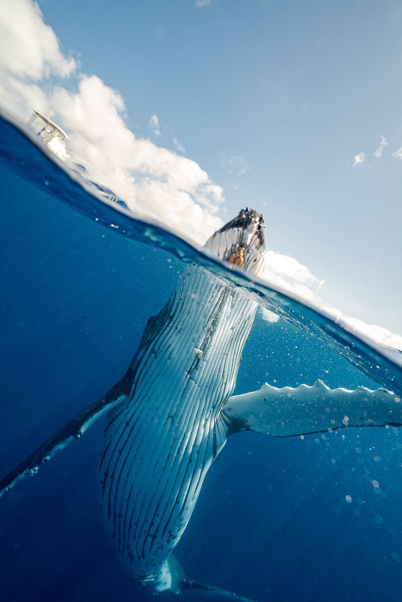 A whale breaching the surface of the water. 