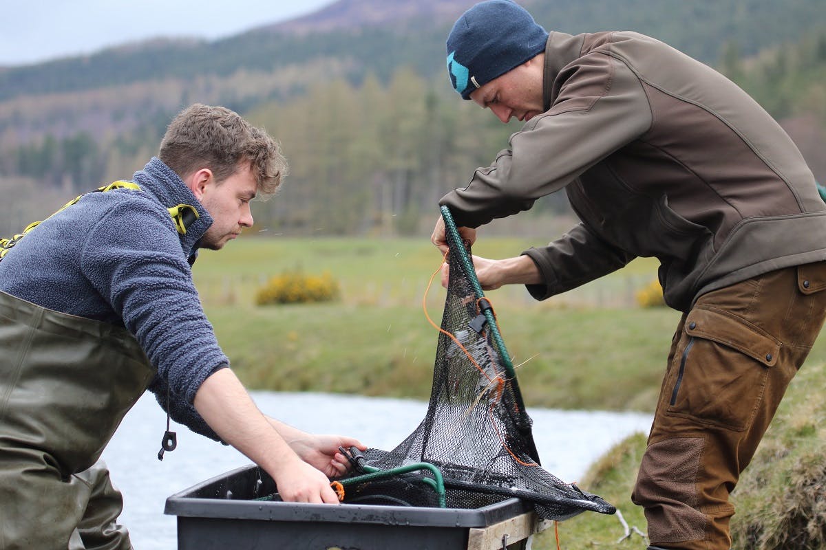 Staff from the Kyle of Sutherland Fisheries Trust radio-tagging Atlantic salmon.