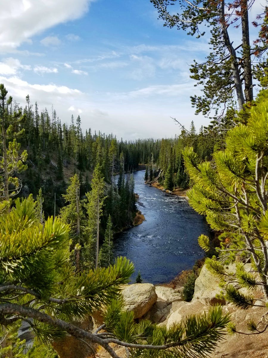 A river running through forests in Yellowstone National Park.