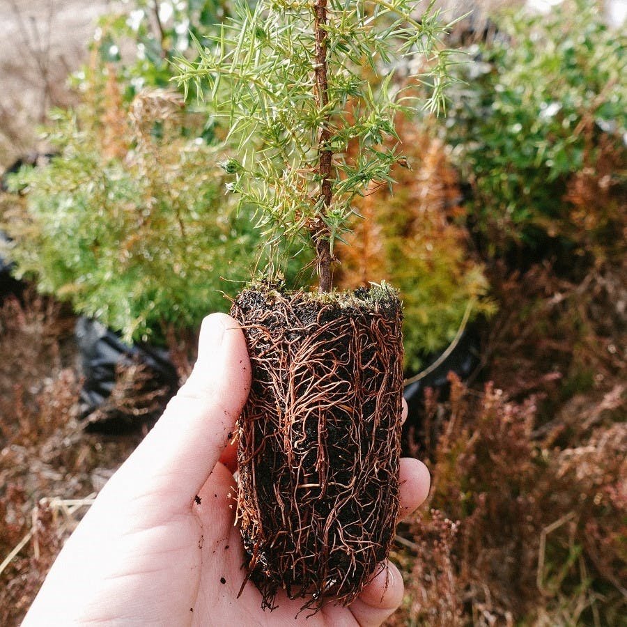 A small tree sampling and soil in the palm of someone's hand
