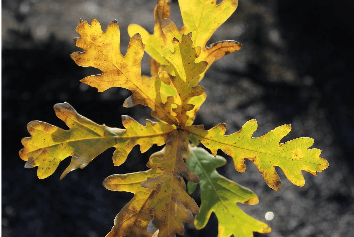 An oak sapling glows orange against a backdrop of black ash