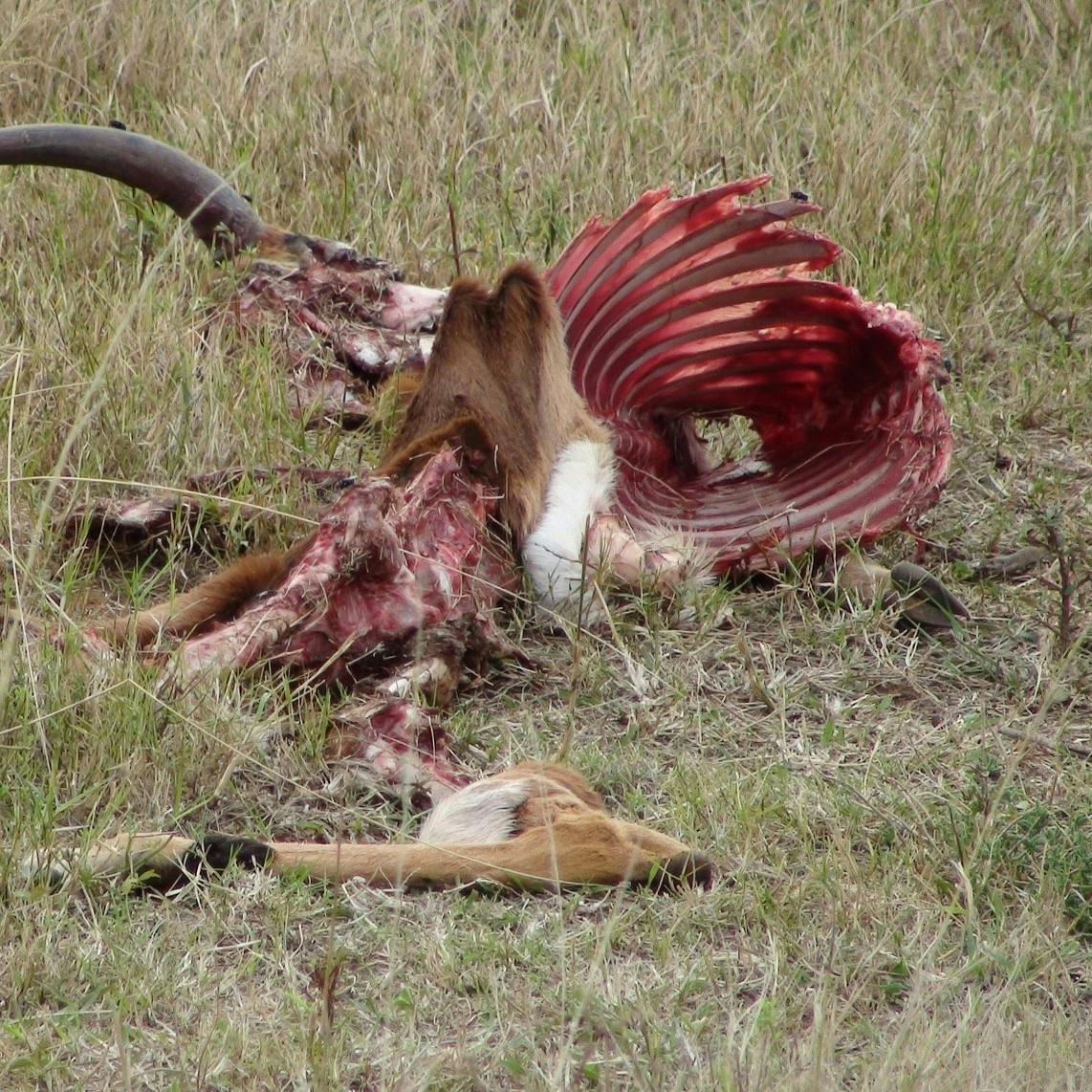 A deer carcass. European brown bears play an important role in culling the weak and cleaning up dead animal carcasses