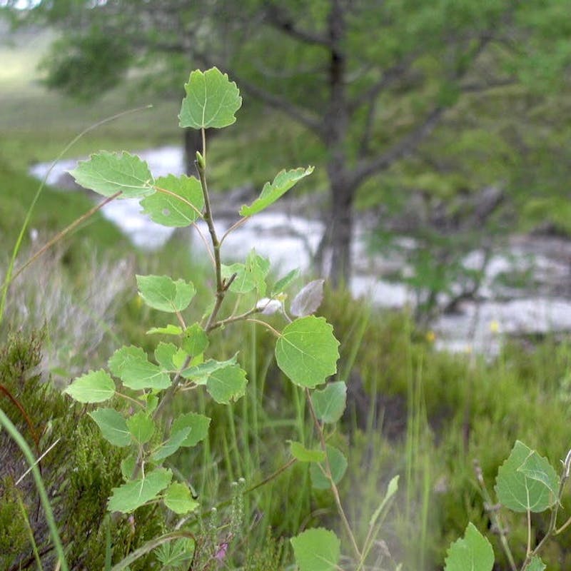 A young green aspen sapling stands out amongst the grass with a mature aspen tree and river in the background