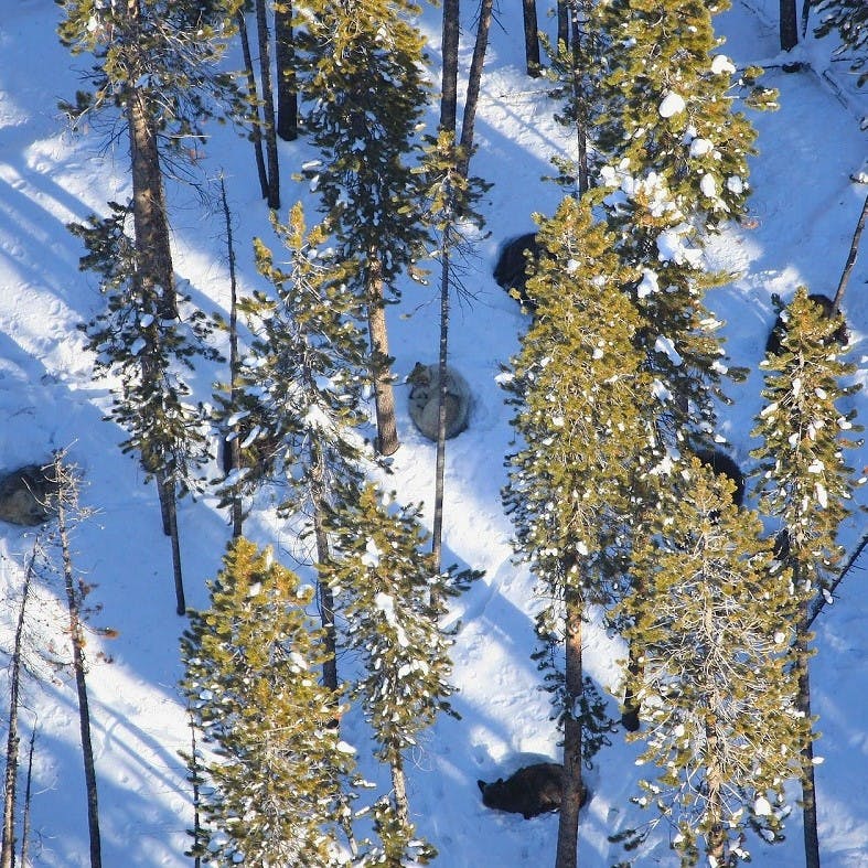 Wolves of Yellowstone national park. One of the many exemplary examples of rewilding discussed in George Monbiot's Feral: Rewilding the Land, Sea and Human Life 