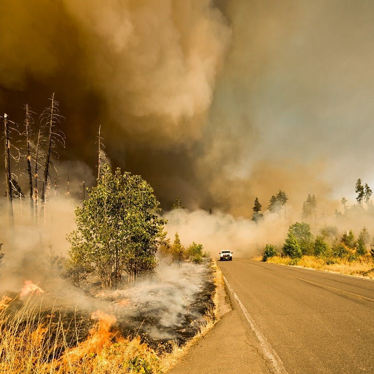A wildfire engulfs a road with a car driving along. Tree planting done right can reduce these natural disasters.
