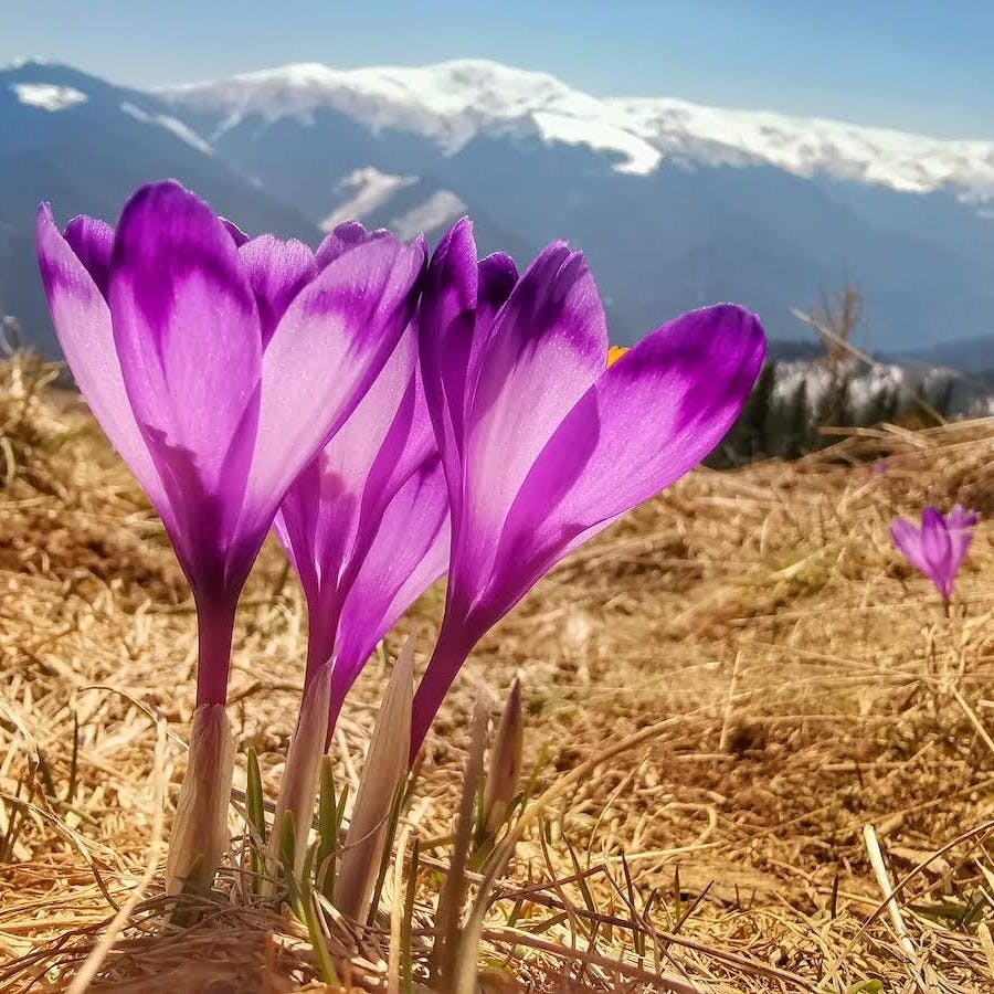 Purple crocus growing amongst dried grass against a backdrop of snow capped mountains