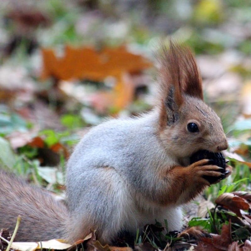 A red squirrel foraging in the forest.