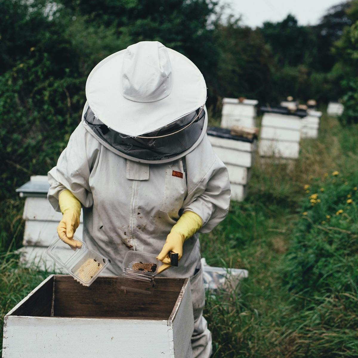 A beekeeper checking a hive. 